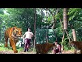 Tiger attack man in forest fun made by preytres tv