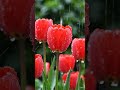 #flowers#tulip#rain#nature#rainsounds