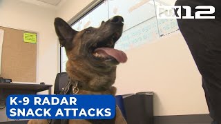 Washington County K-9 Radar's 'snack attacks' gain following on social media