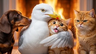 Heartwarming Mochi Kitten & Dachshund Dog on a Cute Rescue Mission 😱📦😱 screenshot 4