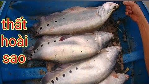 thất ba ngày bà cậu đải một ngày/định nguyễn hậu giang/