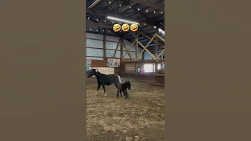 خيل خيل عربيه اصيله خيل عربيه فرس فرسان خيالة حصان حصان عربي اصيل Horse Horseracing مصر 