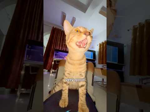 How to Tame a Pussy Cat | Nikhil Patle #cat #monstertank #shorts