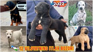 12 Вилоятнинг итлар бозори | Online Itlar bozori 2022🇺🇿