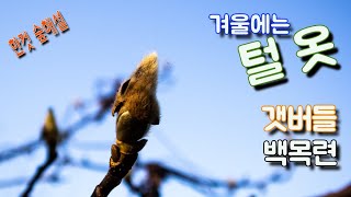한컷 숲해설,  겨울에는 털옷으로~, 갯버들, 백목련 겨울눈 이야기