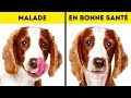 10 signes alarmants qui indiquent que ton animal crie  au secours