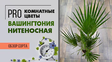 Пальма вашингтония нитеносная. Комнатное неприхотливое растение