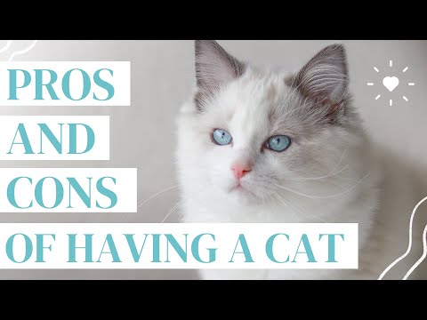 Video: Important Points Of Keeping A Cat In The House