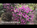 Polygala myrtifolia garden center online costa brava  girona