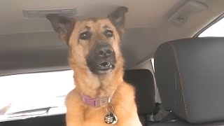 German Shepherd dog suddenly realizes he is at the vet