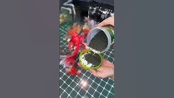 Cám Finn Koika - Thức ăn cao cấp cho các loại cá. Guppy, molly, cá chép, cá vàng….#01/11.25