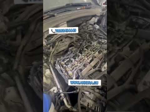 Масло Аккора .Отзыв