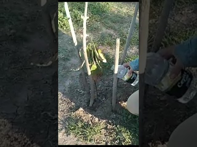 Decisiones a la sombra de un futuro árbol