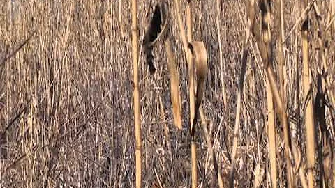 2010 Central Florida Hog Hunt.VOB