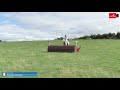 "Ardnehue April Gold" Connemara Pony For sale