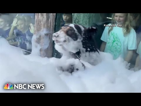 Bear takes bubble bath to beat the heat