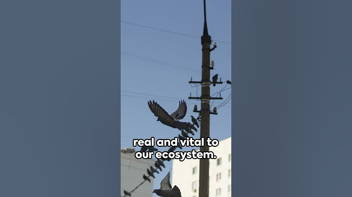 Birds Aren't Real?! - Debunking the Conspiracy. #BirdsAreReal  #ConspiracyTheory #MythBusted  #Viral