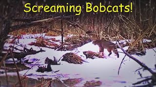Bobcats Screaming | Bobcat Calling for a Mate | Bobcat Sounds