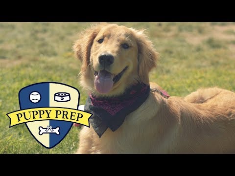 meet-the-puppies-training-to-be-service-dogs