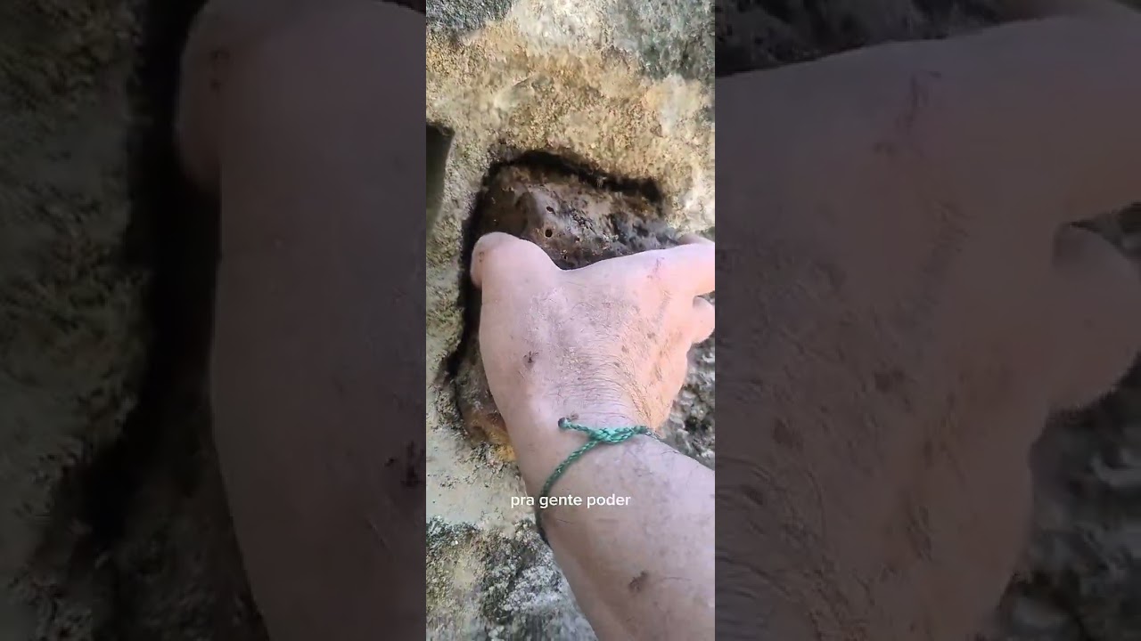 Resgate de enxame de Abelhas Jataí do Muro.