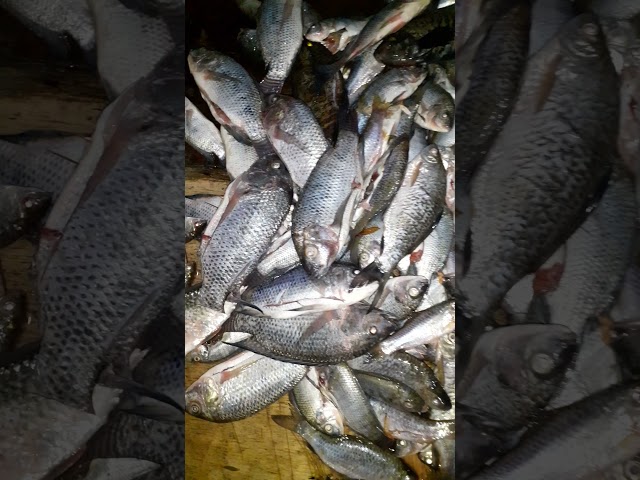 Hasil tangkap ikan super melimpah #shorts class=