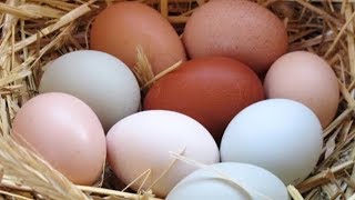 Folluktan Yumurta Toplama - Nesting Box Chicken Egg Collection