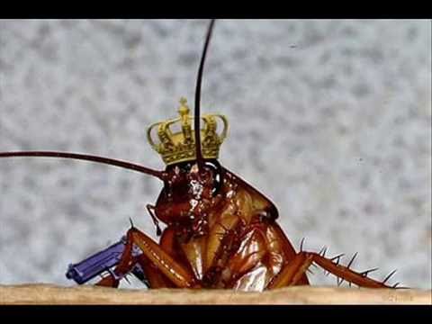 Million Fire Roaches Million Fire Roaches