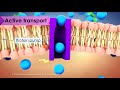 Cell Transport Mechanisms: Passive Versus Active Explained
