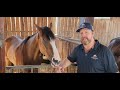 Elite thoroughbreds stable update  18423