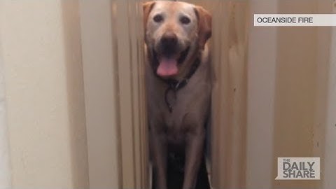 Video: Firefighters use Jaws of Life to free dog!