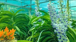 Binh Thuan Wild Orchids Contact: 083 8384 254 August 18, 2026
