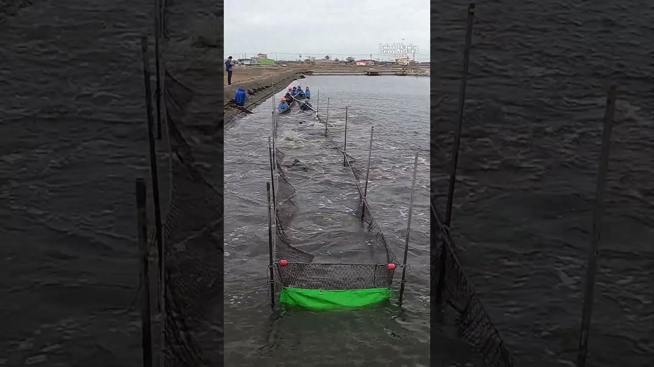 How To Catch A Farmed Giant Grouper It S Massive GiantGrouper FishFarming EpicCatch