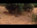 WOW: Honey badger protects cub from multiple lions