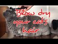 HOW TO BLOW DRY YOUR CAT&#39;S HAIR