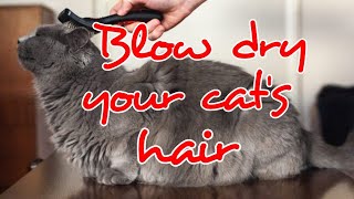 HOW TO BLOW DRY YOUR CAT&#39;S HAIR