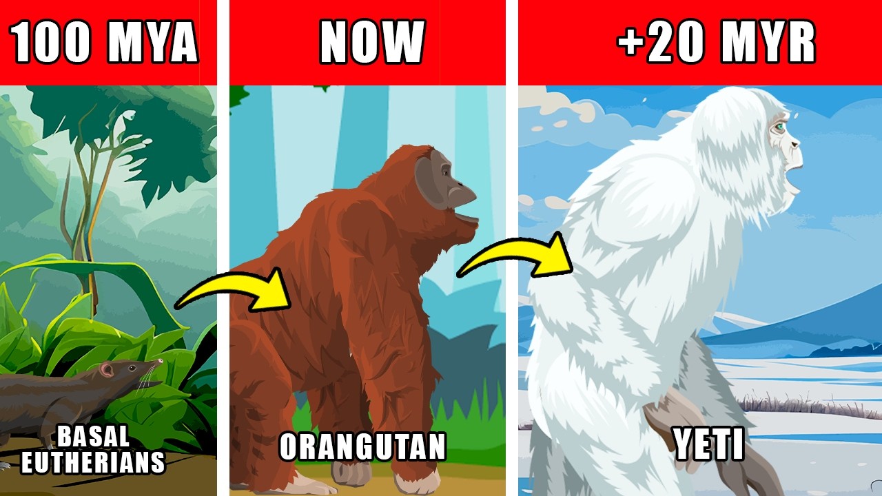 Yeti Origin Evolution: How Yeti Could Have Evolved