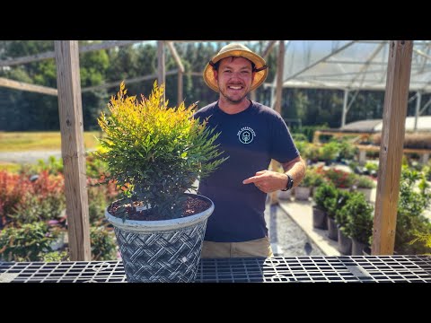 Video: Kan buksbom plantes i potter: tips til dyrkning af buksbombuske i beholdere