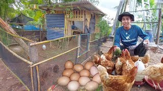 เลี้ยงไก่ไข่ 10ตัวลดรายจ่ายในครัวเรือน หัวอาหารแพงช่วงนี้ทำอย่างไรดี?