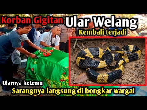 KORBAN GIGITAN ULAR WELANG KEMBALI TERJADI! HANYA BERTAHAN BEBERAPA JAM SAJA 