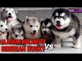 ANJING ALASKAN MALAMUTE VS SIBERIAN HUSKY の動画、YouTube動画。