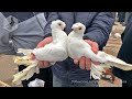 Птичий рынок г. Ташкент - ГОЛУБИ (27.03.2021) / Uzbek Pigeons