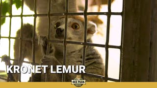 Nye Lemurer I Ree Park Safari