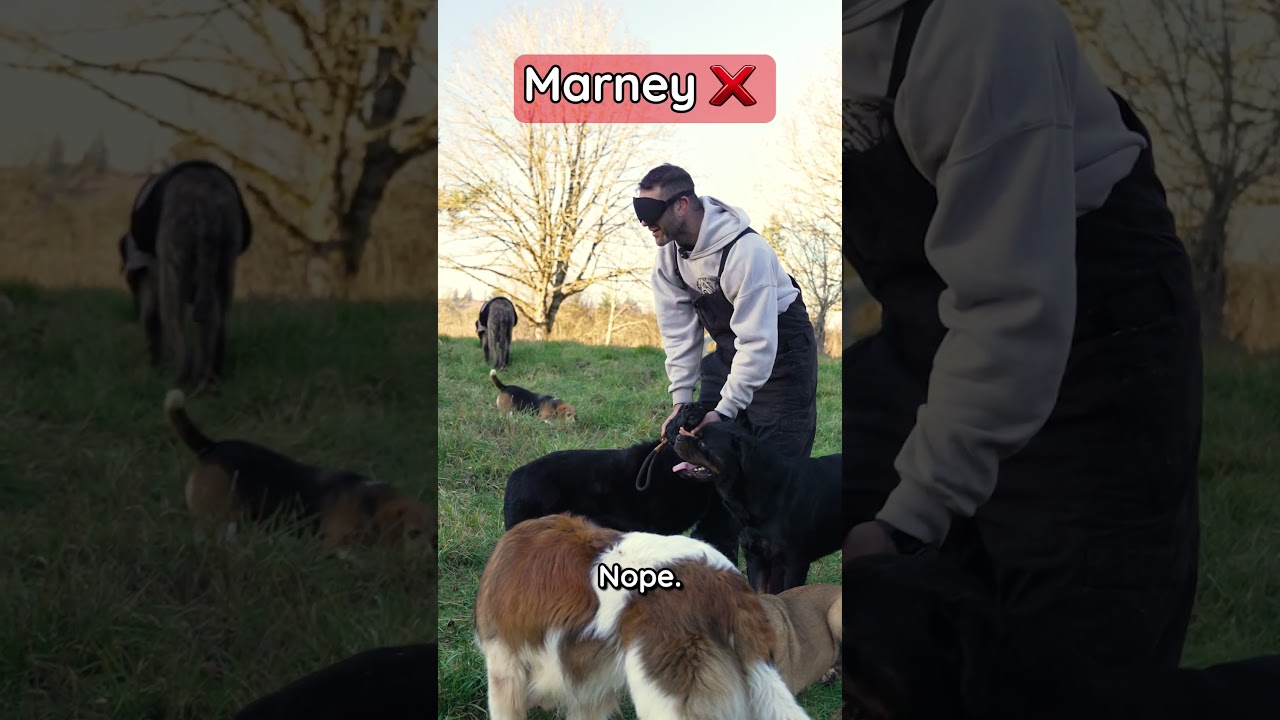 Guessing my dogs blindfolded!