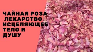 Чайная роза аристократическое лекарство