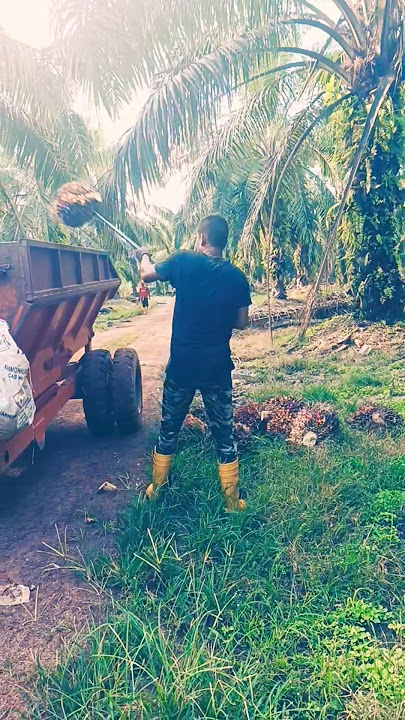 loading fal palm #youtube #shortvideo #malaysia #palmoil #new #yt