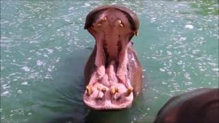 Yelling Hippos