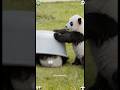 The panda’s laying-down life 🥰 #panda #cute #trending #cutepanda
