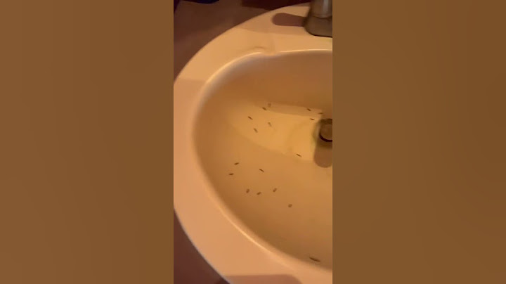 👍Second time. How do I get rid of them permanently?💥⚡️🔥🎉 #bugs #insects #flies #sink #fy