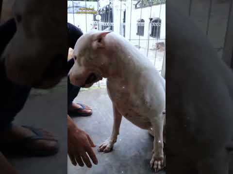 Video: Bagaimana Membelai Anjing Manfaat Pooch - Dan Anda