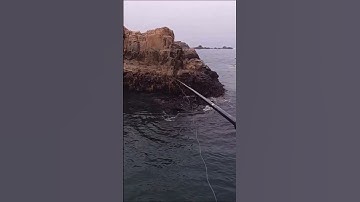 Thumbnail of Nice little Rockfish in Monterey Bay! #fishing #rockfish #montereybay #coast #fishmonterey #bayarea